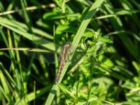 Großer Blaupfeil Libelle Weibchen